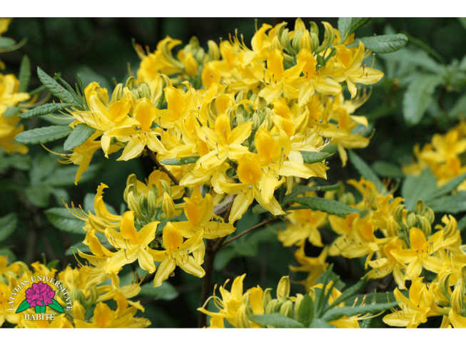 Rhododendron luteum
